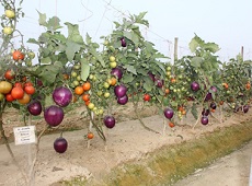 Brimato An Innovative Technology to produce Brinjal and Tomato in the same plant through Grafting 02
