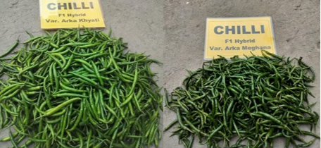 Demonstration of Improved Chilli Varieties ‘Arka Khyati’ and ‘Arka Meghana’ in Bishnupur District, Manipur