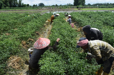 Demonstration of Improved Chilli Varieties ‘Arka Khyati’ and ‘Arka Meghana’ in Bishnupur District, Manipur