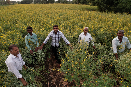 GI Tagging and Value Addition helps Production Enhancement and Export of Kalaburagi Tur Dal in Karnataka