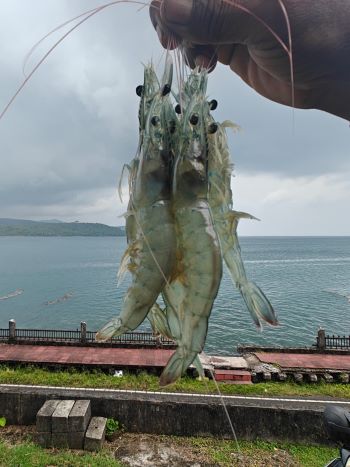 Success of High-Density Shrimp Culture in a Biofloc System in the Andaman and Nicobar Islands
