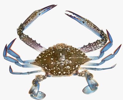 ICAR-CIBA, Chennai Demonstrates India’s First Blue Swimmer Crab Farming Technology Using its own Hatchery-Produced Seed and Formulated Feed
