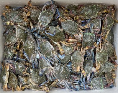 ICAR-CIBA, Chennai Demonstrates India’s First Blue Swimmer Crab Farming Technology Using its own Hatchery-Produced Seed and Formulated Feed