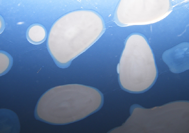 A new species of bacterium Pseudomonas trutticola sp. nov., isolated from rainbow trout farm in temperate northern Himalayan region of India