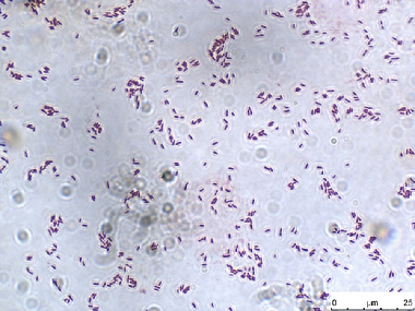 A new species of bacterium Pseudomonas trutticola sp. nov., isolated from rainbow trout farm in temperate northern Himalayan region of India