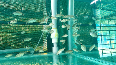 ICAR CIFE, Mumbai achieved a breakthrough in captive broodstock development, induced breeding and larval rearing of Olive Barb, Puntius sarana