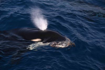 ICAR-CMFRI’s Scientific Research on Marine Mammals Helps India Secure Multi-Billion Dollar Seafood Trade with U.S.