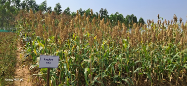 Participatory Varietal Selection and Field Day on Millets Organised at Kundra, Koraput, Odisha