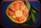ICAR felicitates Farmers trained at ICAR-IIHR, Bengaluru for producing Novel Jackfruit varieties in their fields