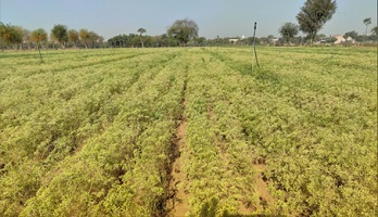 ​​Cumin Variety