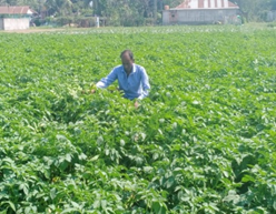 From Traditional Potato Cultivation to Higher Returns: A Farmer’s Journey in West Tripura