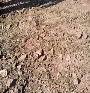 Polythene Mulching for Efficient Seed Collection in Stylosanthes hamate