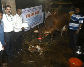 Transforming Dairy Productivity through Improved Reproductive Management in Repeat-Breeding Cattle