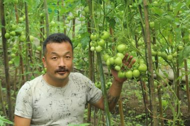 Off-Season Organic Summer Tomato Cultivation: A Profitable Pathway for Lepcha Farmers of Dzongu, North Sikkim