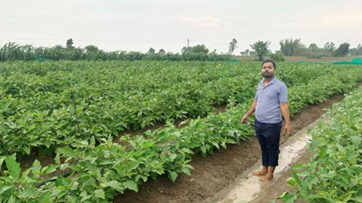 Grafted Vegetable Production: A Success Story of Entrepreneurship Development