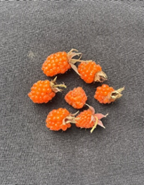 Unveiling Nature's Hidden Treasure: Conserving the Wild Edible Fruit Wealth of Western Arunachal Pradesh