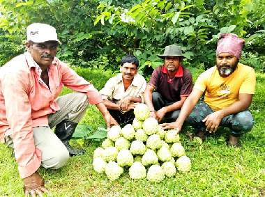 Arka Sahan Annona: Smart Farming for All-Season Profitability