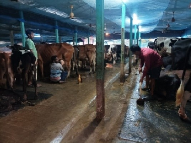 A Successful Journey from Scholar to Dairy Entrepreneur