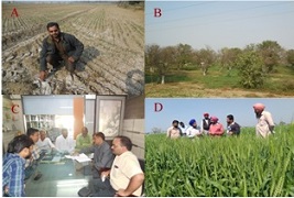 ss-soingofwheat-01